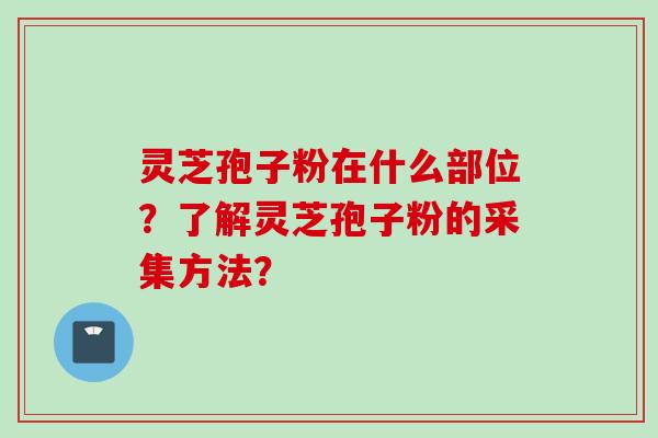 灵芝孢子粉在什么部位?了解灵芝孢子粉的采集方法? 灵芝孢子粉在什么部位?了解灵芝孢子粉的采集方法?