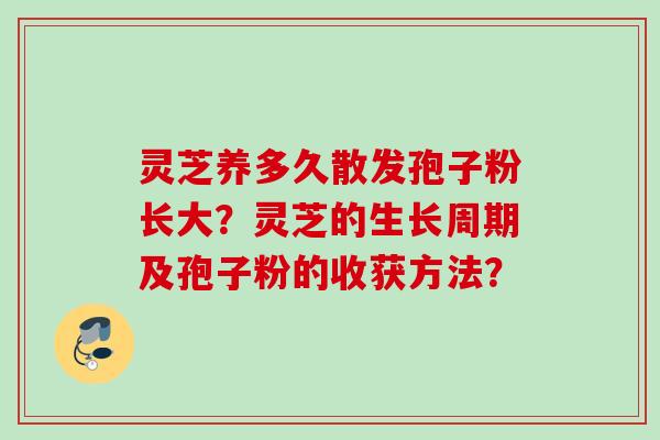 灵芝养多久散发孢子粉长大？灵芝的生长周期及孢子粉的收获方法？