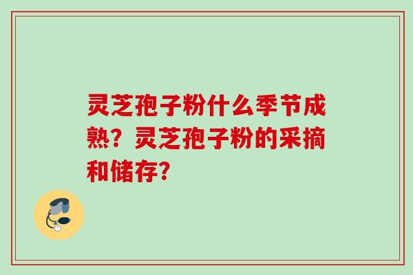 灵芝孢子粉什么季节成熟？灵芝孢子粉的采摘和储存？