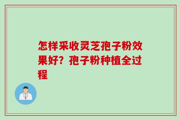 怎样采收灵芝孢子粉效果好？孢子粉种植全过程