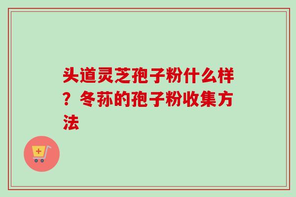 头道灵芝孢子粉什么样？冬荪的孢子粉收集方法