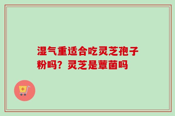 湿气重适合吃灵芝孢子粉吗？灵芝是蕈菌吗