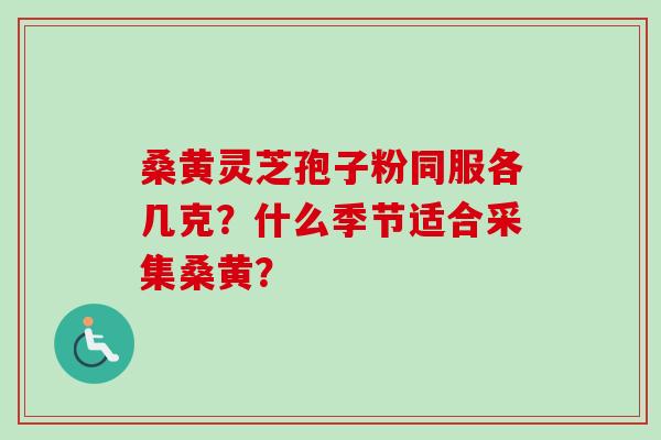 桑黄灵芝孢子粉同服各几克？什么季节适合采集桑黄？