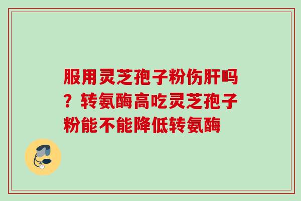 服用灵芝孢子粉伤肝吗？转氨酶高吃灵芝孢子粉能不能降低转氨酶