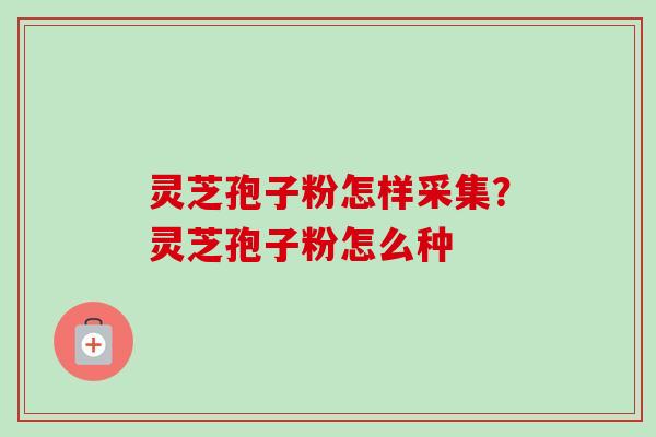 灵芝孢子粉怎样采集?灵芝孢子粉怎么种 灵芝孢子粉怎样采集?灵芝孢子粉怎么种