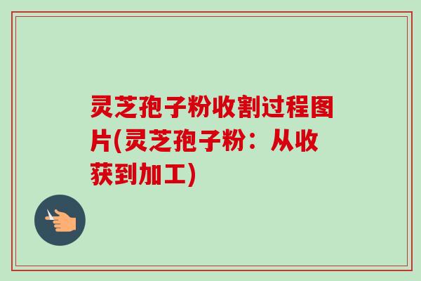 灵芝孢子粉收割过程图片(灵芝孢子粉：从收获到加工)