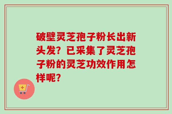 破壁灵芝孢子粉长出新头发？已采集了灵芝孢子粉的灵芝功效作用怎样呢？