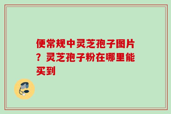 便常规中灵芝孢子图片？灵芝孢子粉在哪里能买到