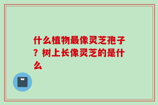 什么植物最像灵芝孢子？树上长像灵芝的是什么