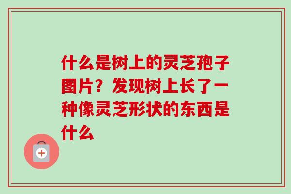 什么是树上的灵芝孢子图片?发现树上长了一种像灵芝形状的东西是什么 什么是树上的灵芝孢子图片?发现树上长了一种像灵芝形状的东西是什么