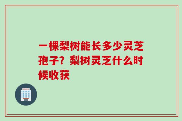 一棵梨树能长多少灵芝孢子？梨树灵芝什么时候收获