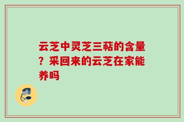 云芝中灵芝三萜的含量？采回来的云芝在家能养吗