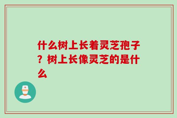 什么树上长着灵芝孢子？树上长像灵芝的是什么