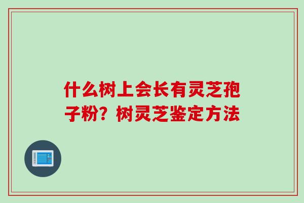 什么树上会长有灵芝孢子粉？树灵芝鉴定方法
