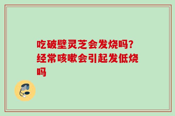 吃破壁灵芝会发烧吗？经常咳嗽会引起发低烧吗