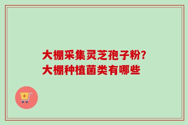 大棚采集灵芝孢子粉？大棚种植菌类有哪些