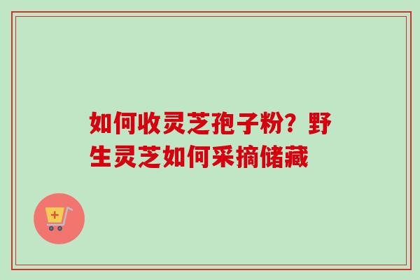 如何收灵芝孢子粉？野生灵芝如何采摘储藏