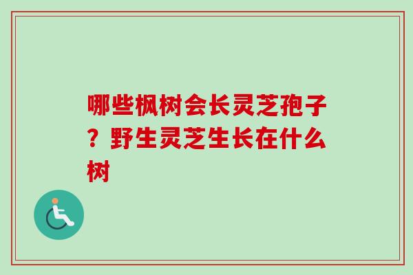 哪些枫树会长灵芝孢子？野生灵芝生长在什么树
