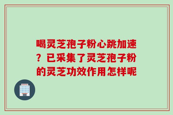 喝灵芝孢子粉心跳加速？已采集了灵芝孢子粉的灵芝功效作用怎样呢