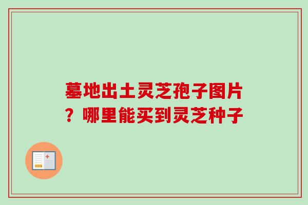 墓地出土灵芝孢子图片？哪里能买到灵芝种子