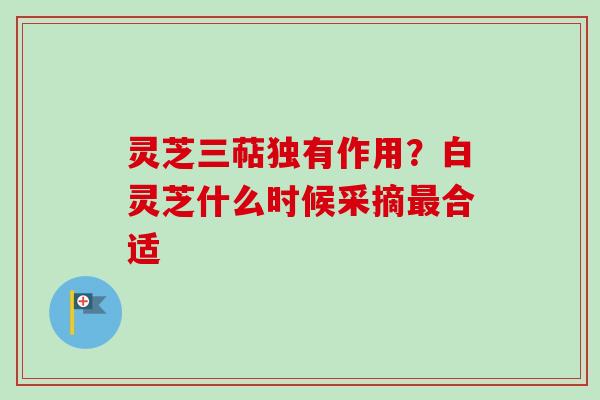 灵芝三萜独有作用？白灵芝什么时候采摘最合适