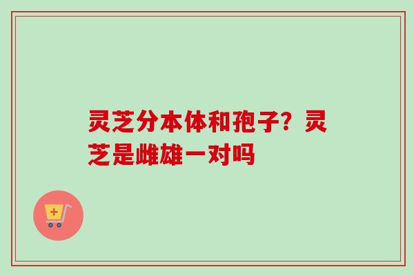 灵芝分本体和孢子?灵芝是雌雄一对吗 灵芝分本体和孢子?灵芝是雌雄一对吗