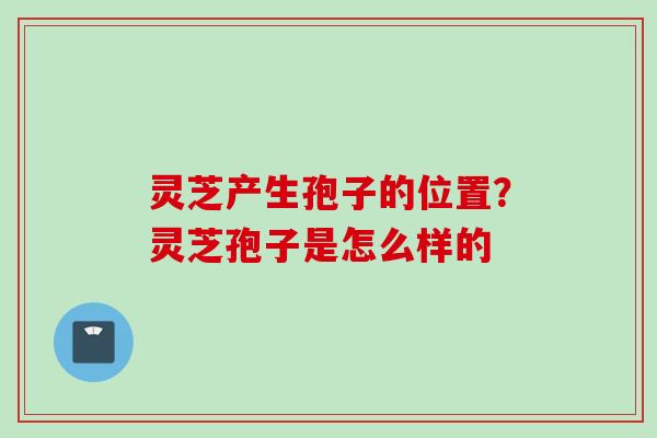灵芝产生孢子的位置？灵芝孢子是怎么样的