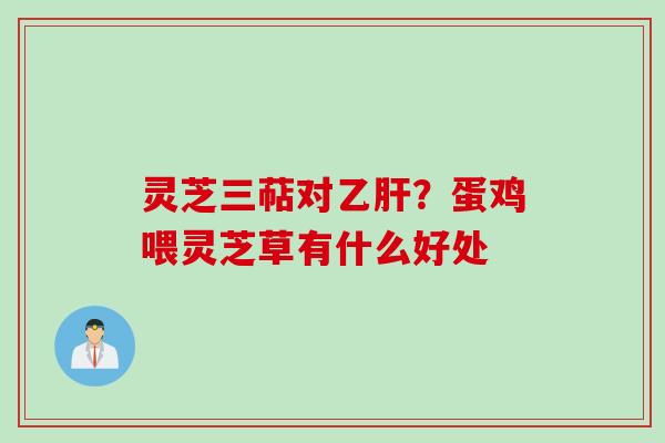 灵芝三萜对乙肝？蛋鸡喂灵芝草有什么好处
