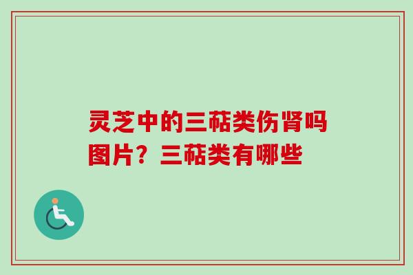灵芝中的三萜类伤肾吗图片？三萜类有哪些