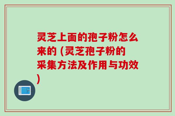 灵芝上面的孢子粉怎么来的 (灵芝孢子粉的采集方法及作用与功效)