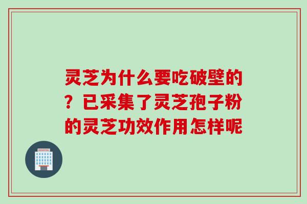 灵芝为什么要吃破壁的？已采集了灵芝孢子粉的灵芝功效作用怎样呢