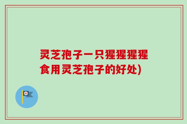 灵芝孢子一只猩猩猩猩食用灵芝孢子的好处)
