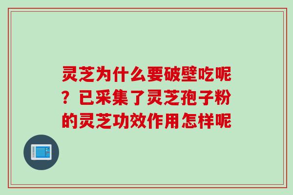 灵芝为什么要破壁吃呢?已采集了灵芝孢子粉的灵芝功效作用怎样呢 灵芝为什么要破壁吃呢?已采集了灵芝孢子粉的灵芝功效作用怎样呢