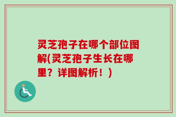 灵芝孢子在哪个部位图解(灵芝孢子生长在哪里？详图解析！)