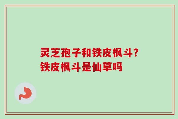 灵芝孢子和铁皮枫斗？铁皮枫斗是仙草吗