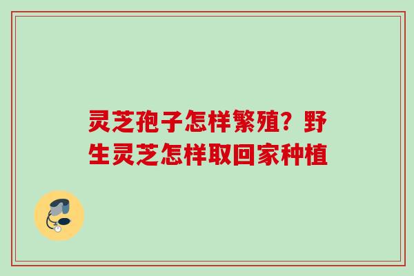 灵芝孢子怎样繁殖？野生灵芝怎样取回家种植