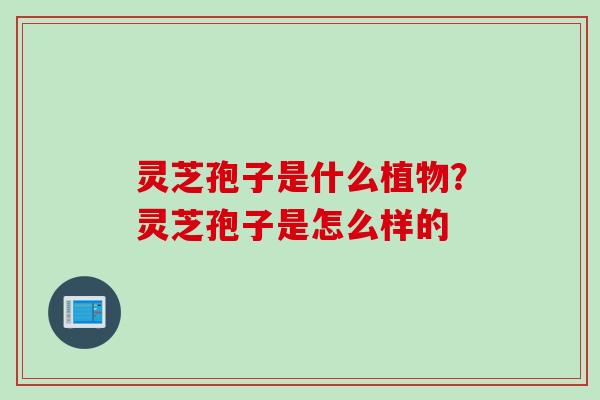 灵芝孢子是什么植物？灵芝孢子是怎么样的