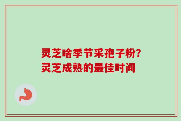 灵芝啥季节采孢子粉？灵芝成熟的最佳时间