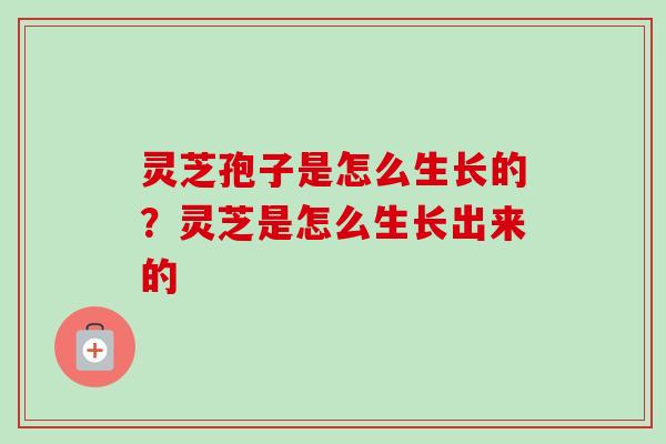 灵芝孢子是怎么生长的？灵芝是怎么生长出来的