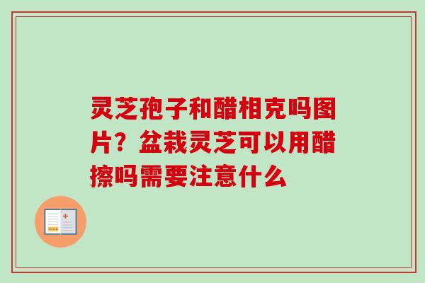 灵芝孢子和醋相克吗图片？盆栽灵芝可以用醋擦吗需要注意什么