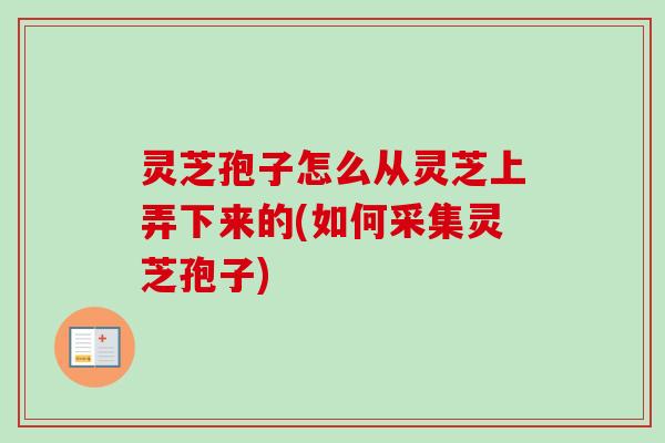 灵芝孢子怎么从灵芝上弄下来的(如何采集灵芝孢子)