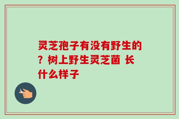 灵芝孢子有没有野生的?树上野生灵芝菌 长什么样子 灵芝孢子有没有野生的?树上野生灵芝菌 长什么样子