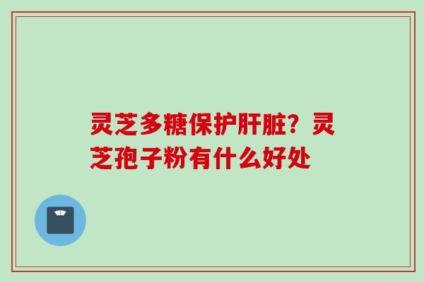 灵芝多糖保护肝脏？灵芝孢子粉有什么好处