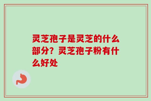 灵芝孢子是灵芝的什么部分？灵芝孢子粉有什么好处