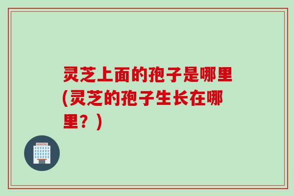 灵芝上面的孢子是哪里(灵芝的孢子生长在哪里？)