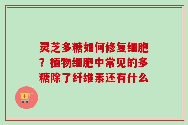 灵芝多糖如何修复细胞？植物细胞中常见的多糖除了纤维素还有什么