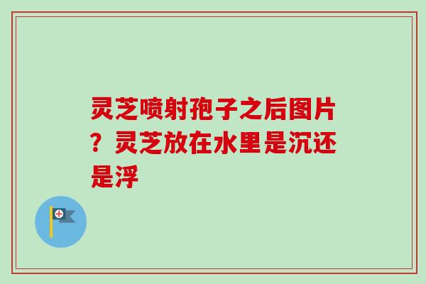灵芝喷射孢子之后图片?灵芝放在水里是沉还是浮 灵芝喷射孢子之后图片?灵芝放在水里是沉还是浮