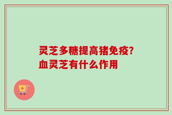 灵芝多糖提高猪免疫？血灵芝有什么作用