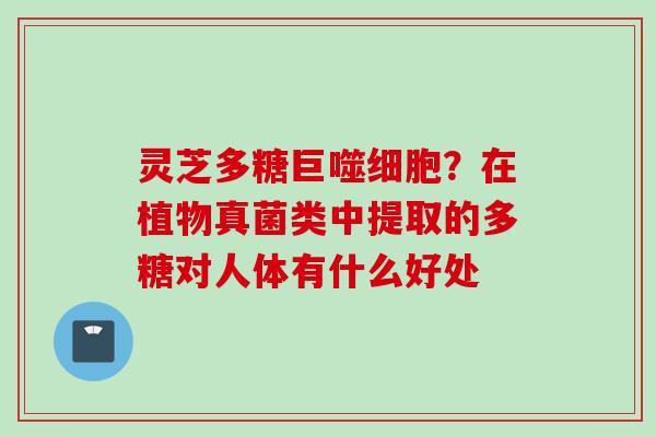 灵芝多糖巨噬细胞？在植物真菌类中提取的多糖对人体有什么好处
