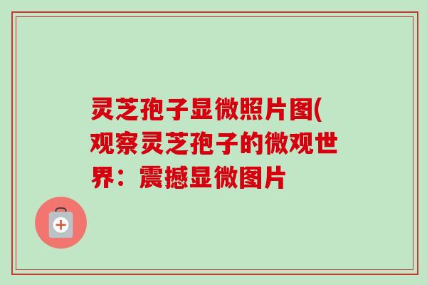 灵芝孢子显微照片图(观察灵芝孢子的微观世界:震撼显微图片 灵芝孢子显微照片图(观察灵芝孢子的微观世界:震撼显微图片
